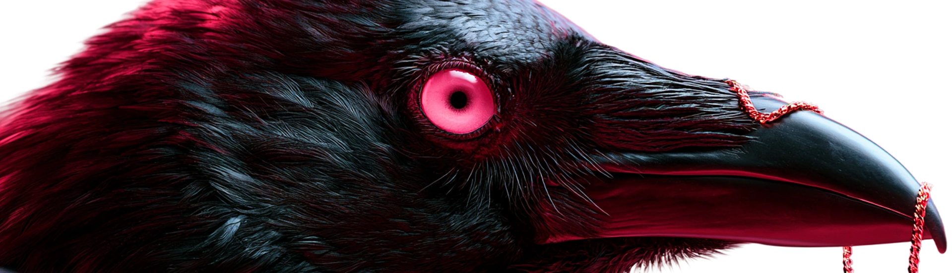 Black bird with a vivid pink eye and a gold chain