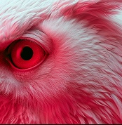 White bird in vivid pink light